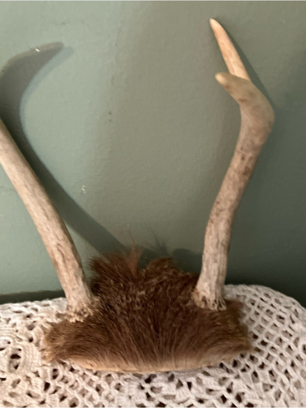 3 Point Real Whitetail Deer Antlers And Scull Cap Taxidermy Crafts More - Picture 7 of 7